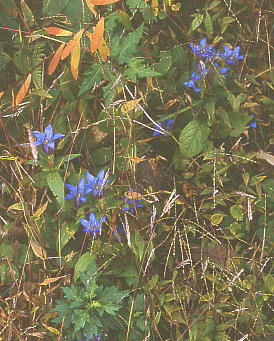 Gentiana scabra var. buergeri hE