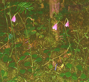 Linnaea borealis l\E