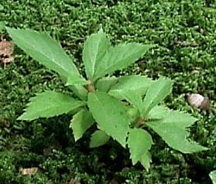 Clethra barbinervis Eu