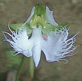 Habenaria radiata TM\E