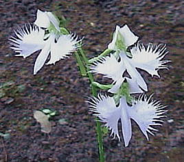 Habenaria radiata@cv. Suisei