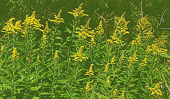 Solidago altissima ZC^JA_`\E