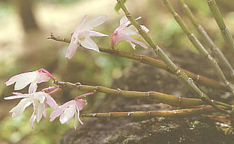 Dendrobium moniliforme ZbRN