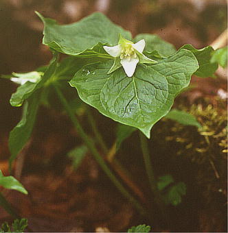 Trillium tschonoskii VoiGC\E(~}GC\E)