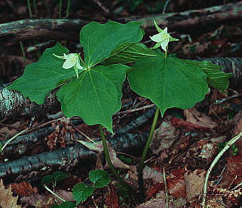 Trillium tschonoskii VoiGC\E(~}GC\E)