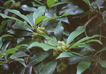 Illicium anisatum