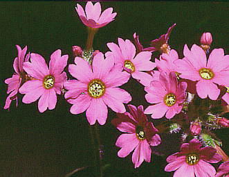 Primula kisoana var. shikokiana VRNJbR\E