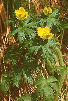 Trollius riederianus var. japonicus VimLoC