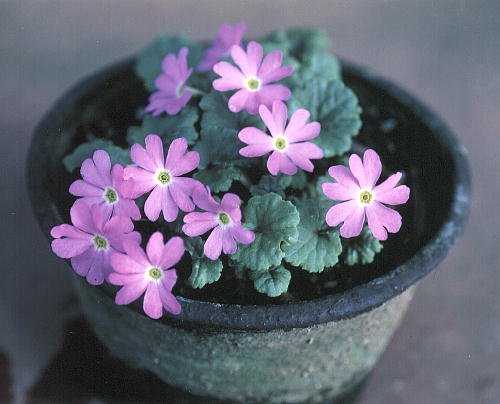 Primula tosaensis Yatabe var. brachycarpa (Hara) Ohwi VimRUN