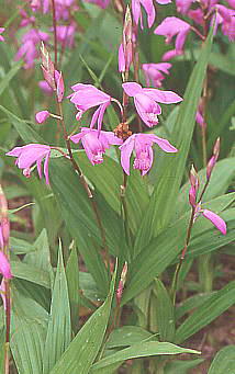 Bletilla striata V