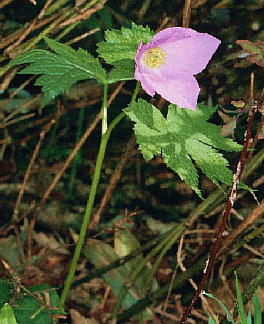 Glaucidium palmatum Sieb. et Zucc. VlAIC