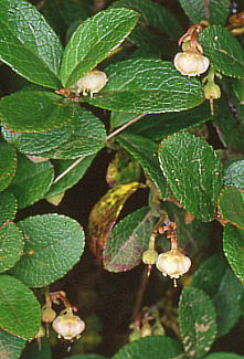 Gaultheria miqueliana V^}mL