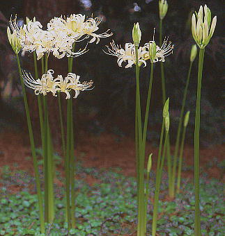 Lycoris albiflora Voi}WVQ