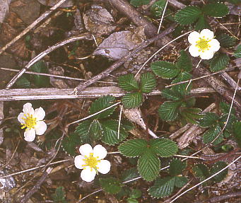 Fragaria nipponica VoimwrC`S