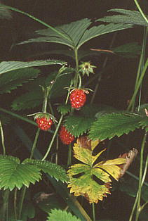 Fragaria nipponica VoimwrC`S