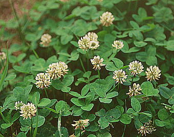 Trifolium repens VcNT