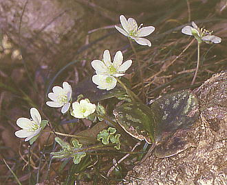 Anemone hepatica var. japonica f. variegata Xn}\E