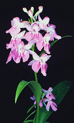 Orchis chidori X Orchis graminifolia スズチドリ