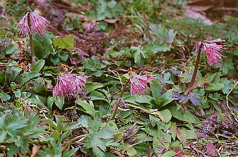 Heloniopsis orientalis VEWEoJ}