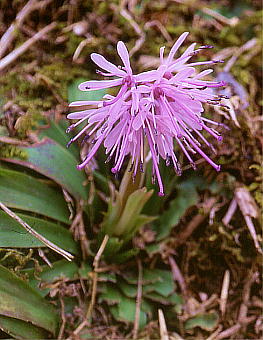 Heloniopsis orientalis VEWEoJ}