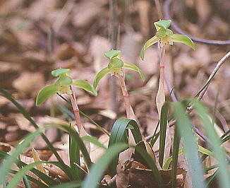 Cymbidium goeringii V