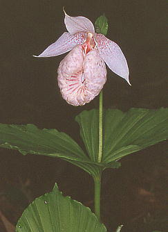 Cypripedium formosanum ^CN}KC\E