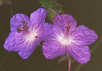 Geranium eriostemon f. onoei ^JlOiCtE