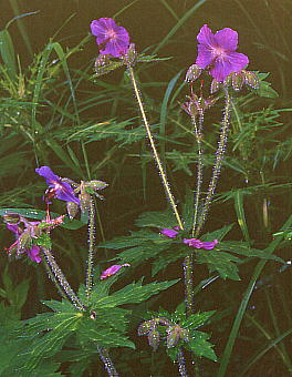 Geranium eriostemon f. onoei ^JlOiCtE