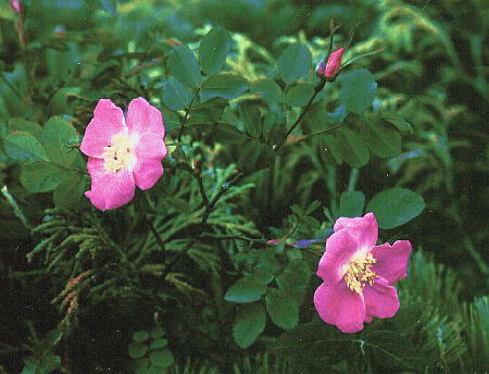 Rosa nipponensis Crepin タカネイバラ （タカネバラ）
