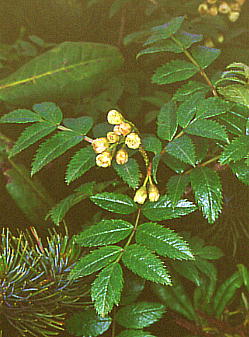 Sorbus sambucifolia ^JliiJ}h