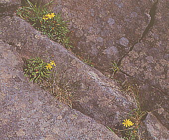 Ixeris dentata var. alpicola タカネニガナ