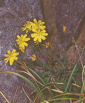 Ixeris dentata var. alpicola ^JljKi