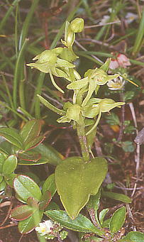 Platanthera mandarinorum var. maximowicziana タカネサギソウ