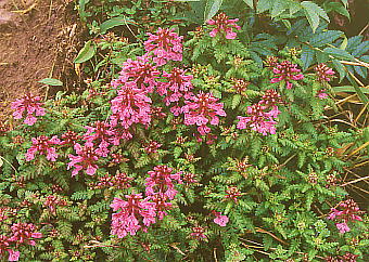 Pedicularis verticillata ^JlVIK}