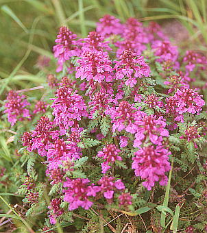 Pedicularis verticillata ^JlVIK}