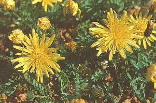 Taraxacum yuparense ^Jl^|| (Eo^||)