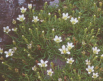 Minuartia arctica var. hondoensis ^JlcNT