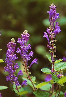 Scutellaria indica ^ci~\E