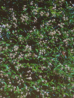 Trachelospermum asiaticum f. intermedium eCJJY