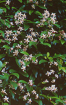 Trachelospermum asiaticum f. intermedium eCJJY