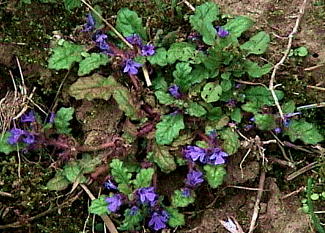 Ajuga yesoensis Maxim. var. tsukubana Nakai cNoL\E