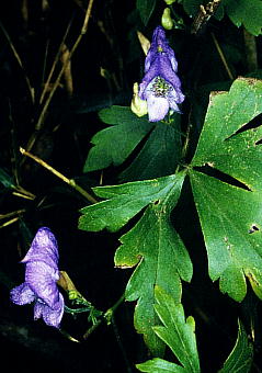 Aconitum japonicum ssp. maritimum cNogJug
