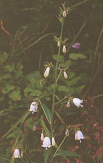 Adenophora triphylla var. japonica cKljW