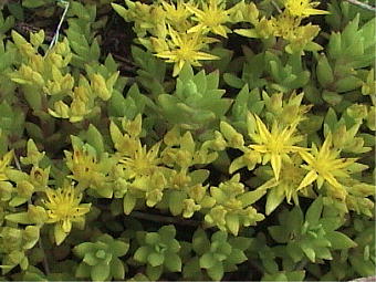 Sedum sarmentosum Bunge c}lOT