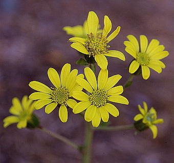 Farfugium japonicum cuL