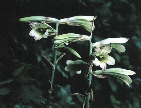 Lilium cordatum (Thunb.) Koidz. Eo