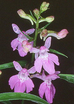 Orchis graminifolia ウチョウラン