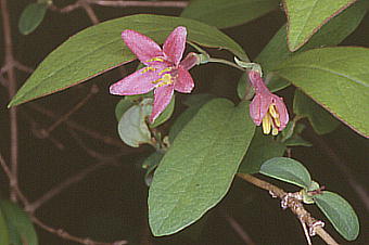 Lonicera gracilipes var. glabra EOCXJO