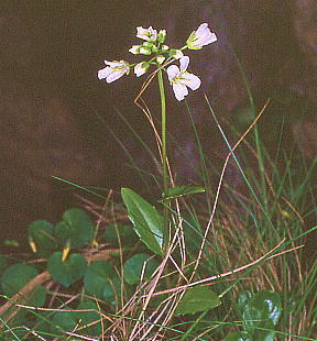 Arabis serrata En^UI