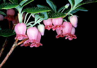 EWEN Menziesia multiflora